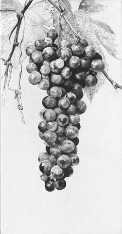 Bunch of Grapes - JAKOB DEMUS - diamond-drypoint