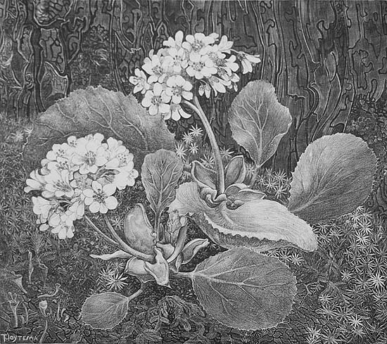Primula in the Moss (Primula in het Mos) - THEO VAN HOYTEMA - lithograph