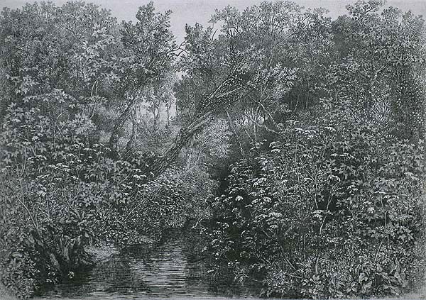 Bosbeek met Schermbloemen (Forest Brook with Umbellifers) - DIRK VAN GELDER - etching