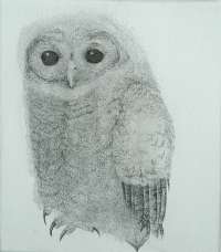 Tawny Owl (Bosuil) -  DONKER
